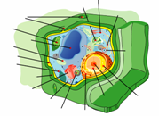cell1.png