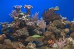 Reef