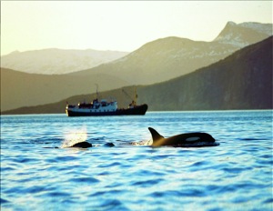 Orca